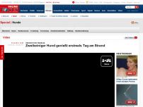 Bild zum Artikel: Glücklich trotz Handicap - Zweibeiniger Hund genießt erstmals Tag am Strand