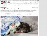 Bild zum Artikel: Schlafende Haustiere: Auch Tiere brauchen Kuscheltiere