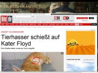 Bild zum Artikel: Die Angst geht um - Tierhasser schießt auf Kater Floyd