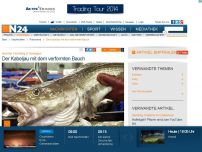 Bild zum Artikel: Skurriler Fischfang in Norwegen - 
Der Kabeljau mit dem verformten Bauch