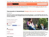 Bild zum Artikel: Tierversuche in Deutschland: Beagle Lilly und ihr neues Leben