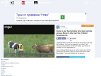 Bild zum Artikel: Kühe in der Zwickmühle sind das nächste grosse Ding im Internet. Die 7 Bilder beweisen es.