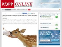 Bild zum Artikel: Bambi soll sterben: Rot-grüne Politiker wollen Rehe qualvoll verhungern lassen (Deutschland)