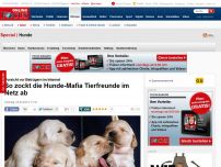 Bild zum Artikel: Vorsicht vor Betrügern im Internet - So zockt die Hunde-Mafia Tierfreunde im Netz ab