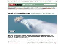 Bild zum Artikel: Delfine mit Schnauzenschoner: Vorsprung durch Schwamm-Trick