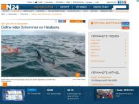 Bild zum Artikel: Auf hoher See vor Neuseeland - 
Delfine retten Schwimmer vor Haiattacke