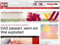 Bild zum Artikel: DAS passiert, wenn ein Wal explodiert