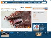 Bild zum Artikel: Geheimnisvoller Tiefseefisch im Golf von Mexiko - 
Fischer geht prähistorischer Koboldhai ins Netz