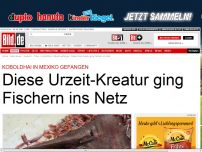 Bild zum Artikel: Urzeit-Kreatur - Dieser Koboldhai ging einem Fischer ins Netz