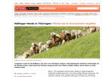 Bild zum Artikel: Haflinger-Herde in Thüringen: Pferde durch Grünschnitt vergiftet