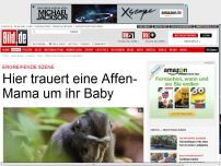 Bild zum Artikel: Ergreifende Szene - Hier trauert eine Affen- Mutter um ihr totes Baby