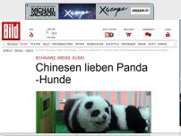 Bild zum Artikel: Schwarz, weiß, süß! - Chinesen lieben Panda-Hunde