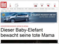 Bild zum Artikel: Herzzerreißende Szene - Baby-Elefant bewacht seine tote Mama