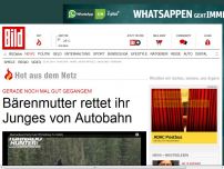 Bild zum Artikel: Bärenmutter rettet Junges von Autobahn