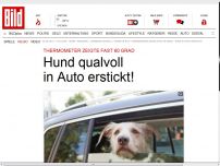 Bild zum Artikel: Hund qualvoll in Auto erstickt!