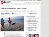 Bild zum Artikel: Ungebetener Gast aus dem Meer: Riesenschildkröte stürmt Luxus-Hochzeit