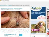 Bild zum Artikel: Hilft Knoblauch bei Hunden tatsächlich gegen Zecken und Flöhe?
