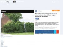 Bild zum Artikel: Dieser ältere Herr arbeitete 10 Jahre um seine Hecke in einen 46 Meter langen Drachen zu verwandeln