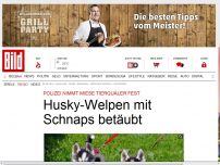 Bild zum Artikel: Tierquäler festgenommen - Husky-Welpen mit Schnaps betäubt