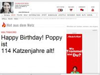 Bild zum Artikel: Weltrekord - Poppy ist 168 Katzenjahre alt