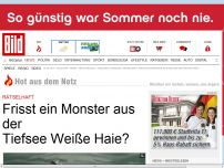 Bild zum Artikel: Rätselhaft - Frisst ein Monster aus der Tiefsee Weiße Haie?