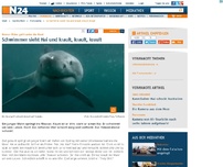 Bild zum Artikel: Horror-Video geht unter die Haut - 
Schwimmer sieht Hai und krault, krault, krault