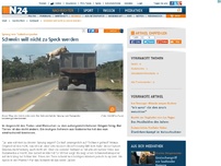 Bild zum Artikel: Sprung von Todestransporter - 
Schwein will nicht zu Speck werden