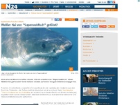 Bild zum Artikel: Australische Forscher rätseln - 
Weißer Hai von 'Superraubfisch' getötet?
