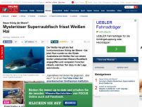 Bild zum Artikel: Neuer König der Meere? - Mysteriöser Superraubfisch frisst Weißen Hai