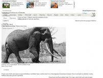 Bild zum Artikel: Trauer um Riesenelefant: Wilderer töten Satao