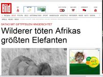 Bild zum Artikel: Mit Giftpfeilen - Wilderer töten Afrikas größten Elefanten