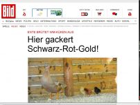 Bild zum Artikel: Ente brütet WM-Küken aus - Hier gackert Schwarz-Rot-Gold!