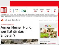 Bild zum Artikel: Tiermord am Rhein - Armer kleiner Hund, wer hat dir das angetan?
