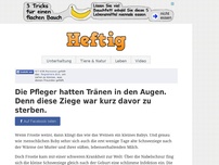 Bild zum Artikel: Die Pfleger hatten Tränen in den Augen. Denn diese Ziege war kurz davor zu sterben.