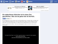 Bild zum Artikel: Ein obdachloses Kätzchen ist in einen Zoo geschlichen. Was sie da getan hat ist herrlich. 0 RANDOMNESS