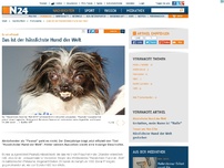 Bild zum Artikel: Es ist offiziell - 
Das ist der hässlichste Hund der Welt