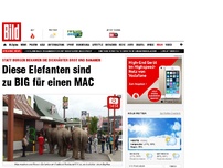 Bild zum Artikel: Schlange bei MC Donald's - Diese Elefanten sind zu BIG für einen MAC