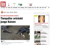 Bild zum Artikel: Tierquäler ertränkt junge Katzen