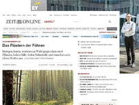 Bild zum Artikel: Pflanzenkommunikation: 
			  Das Flüstern der Föhren