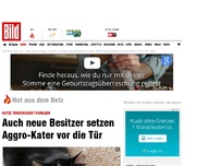 Bild zum Artikel: Katze rastet aus - Auch neue Besitzer setzen Aggro-Kater vor die Tür