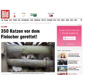 Bild zum Artikel: In China - 350 Katzen vor dem Fleischer gerettet!