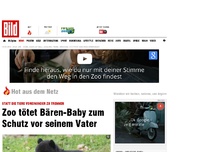 Bild zum Artikel: Statt die Tiere zu trennen - Zoo tötet Bären-Baby zum eigenen Schutz