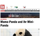 Bild zum Artikel: Wie süüüüüß! - Mama-Panda und ihr Mini-Panda