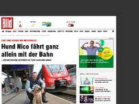Bild zum Artikel: Weil sein Herrchen ein Ticket nachkaufen musste - Hund Nico fährt ganz allein mit der Bahn