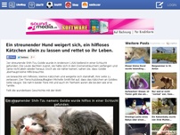 Bild zum Artikel: Ein streunender Hund weigert sich, ein hilfloses Kätzchen allein zu lassen und rettet so ihr Leben. 439 LITTERBOX