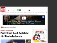 Bild zum Artikel: Zoo wollte es töten - Praktikant baut Rollstuhl für Stachelschwein