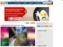 Bild zum Artikel: Schockvideo aus Mallorca löst Skandal aus - 
23 Blowjobs für einen Drei-Euro-Drink
