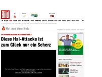 Bild zum Artikel: Diese Hai-Attacke ist zum Glück nur ein Scherz