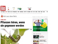 Bild zum Artikel: Pflanzen hören, wenn sie gegessen werden