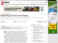 Bild zum Artikel: Nach 50 Jahren Gefangenschaft: Elefant Raju weint bei seiner Rettung